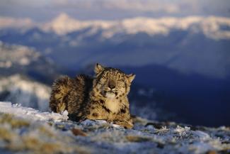 Endangered species: Himalayan snow leopard.