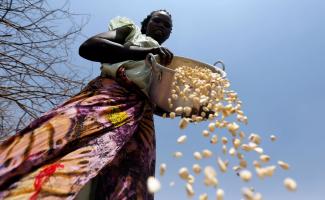 Eine ostafrikanische Bäuerin sortiert Maiskörner aus.