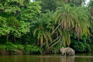 Der Odzala-Kokoua-Nationalpark in der Republik Kongo könnte bald zu den „Legacy Land­scapes“ gehören, die ein neuer Fonds fördert.