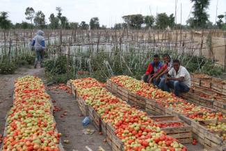 Secure land rights are a prerequisite for investment and productive land management: tomato growing in Ethiopia.