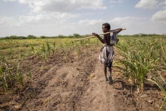 Ethiopian farmer assesses faild crops in early 2017.