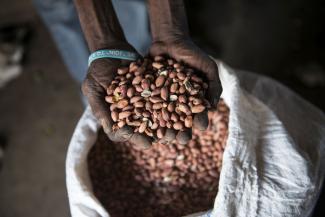 Bei Erdnüssen gab es in Sambia große Ernteausfälle.