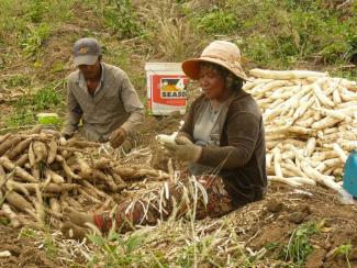 Legal certainty regarding land ownership is decisive: peeling cassava in Kratie, Cambodia.