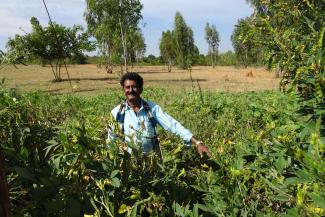 Landwirt Rakash Chinappa zeigt seine Biolinsen, die er für Sahaja Organics anbaut.