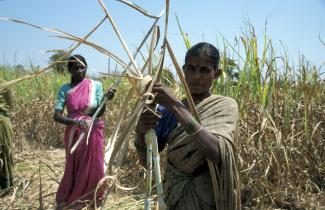 Zuckerrohrernte im indischen Bundesstaat Karnataka. Aus Pflanzenresten stellt Bio-Lutions Einweggeschirr her.