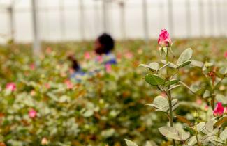 Flourishing no-tax industry: Kenyan flower farm.