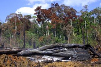 Displaced people may see no alternative of destroying forests to start new farms: slash- and-burn cultivation in Brazil.