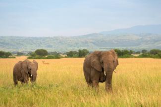 picture alliance / CHROMORANGE / Alexander Ludwig Savannas are under severe pressure – unless they are protected.