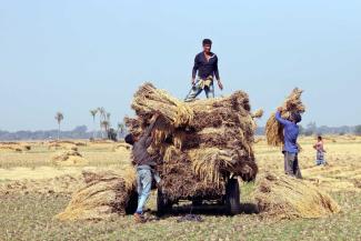 picture alliance / ZUMAPRESS.com / Habibur Rahman Farmers need protection against climate risks: Harvesting rice in Bangladesh.
