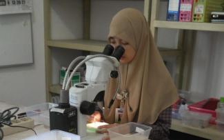 Die Erforschung des Dengue-Fiebers macht auch in Indonesien Fortschritte.
