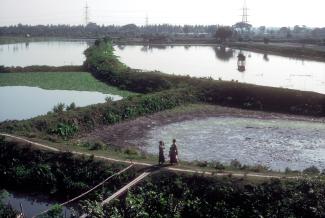Nur dank Richterspruch gibt es die East Kolkata Wetlands noch. s, the wetlands would be gone.