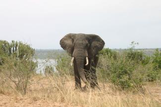 Last year, 20,000 elephants were poached in Africa.
