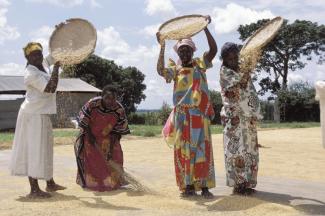 Ugandan women work on the fields, but they normally do not own the land: winnowing rice in Doho district.