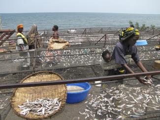 Die Menschen essen selten Fleisch oder Fisch: Fischer beim Aussortieren ihres Fangs am Kivu-See.