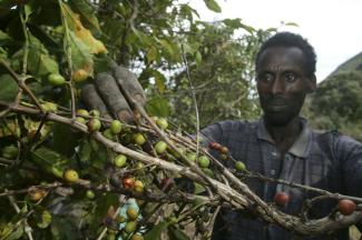 Crispin Hughes/Lineair Coffee is one of Ethiopia’s principal exports: local farmers at work.