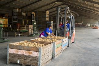 Auch Lieferung und Verarbeitung sind wichtig: Südafrikanische Arbeiter sortieren Kartoffeln.