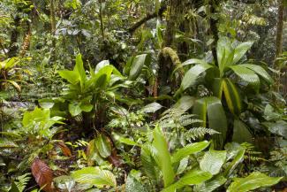 Rainforest in Brazil: Emerging markets are very important for providing and safeguarding global public goods.