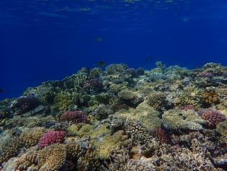 Coral reef in the Red Sea.