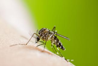 The mosquito species Aedes albopictus can transmit yellow fever and dengue as well as other diseases.