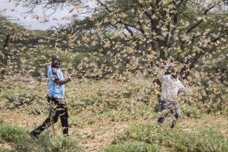 Zwei Männer in einem Heuschreckenschwarm in Samburu County in Kenia.
