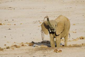 Mit mehr Dürren ist zu rechnen: Elefant, der Wasser aus einem trockenen Flussbett in Kenia ausgräbt.