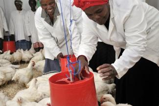Self-sufficiency in chicken would be better for South Africa than EU imports: women involved in a poultry project.