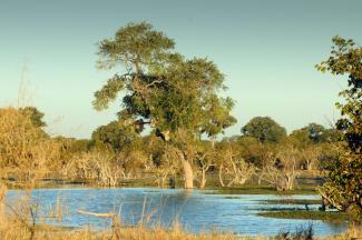 In wetlands such as the Okavango Delta in Botswana the risk of malaria infection is particularly high.