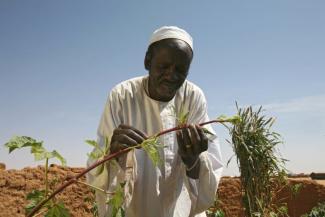 Ton Koene/picture-alliance Die Landwirtschaft im Tschad muss modernisiert werden.