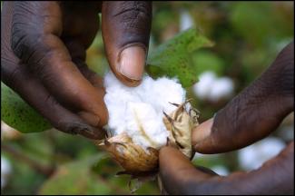 A good cotton harvest might help.