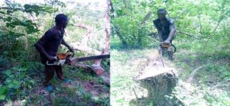 Okanla Loggers with chainsaws have moved in.