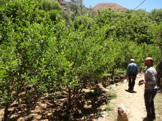 Bauer zwischen seinen Kirsch- und Apfelbäumen im Tifnoute-Tal in der Provinz Taroudant.