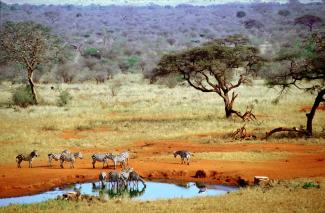 Die Natur braucht Schutz: Tsavo West National Park in Kenia.
