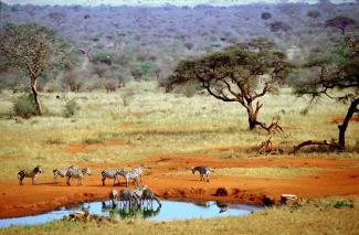 Charlotte Thege/Lineair Nature needs protection: Tsavo West National Park in Kenya.