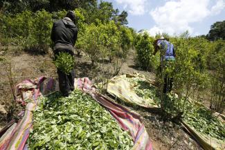 Coca harvest in Putumayo.