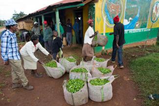 Faire Löhne und fairer Handel sind entscheidend, um Armut wirkungsvoll zu bekämpfen: Tee-Produktion in Kenia.