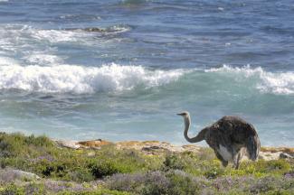 MDG success: the number of terrestrial and marine protected areas increased like in South Africa near the Cap of Good Hope.