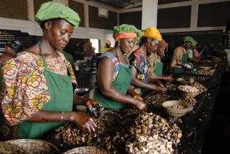 Böthling/Photography Es findet noch viel zu wenig Verarbeitung von Rohstoffen in Afrika statt: Cashewnussfabrik in Burkina Faso.