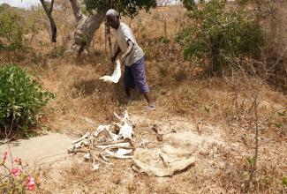 A villager shows the remains of his dead cows on a farm struck by drought in Kenya in March 2022.