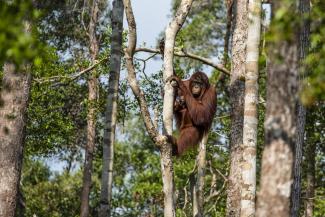 Orangutans are an endangered species – Borneo’s jungles are their habitat.