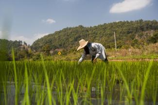 Wearing boots can be a matter of live and death: Thai farmer.