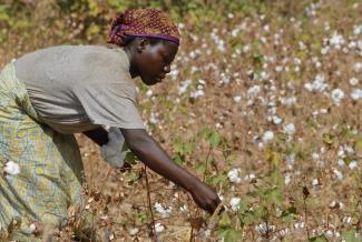 Picking organic Fairtrade cotton in Burkina Faso.