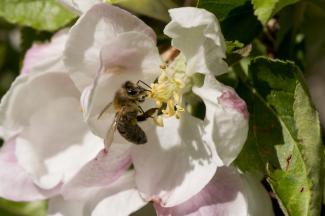 Bees are the most important pollinators.