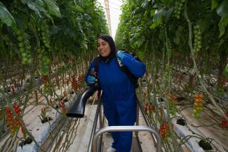 A Dutch vegetable producer in Tunisia: the MENA region is short of businesses like this.