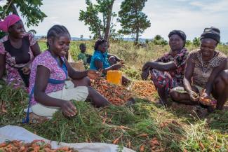 Eine Gruppe Frauen hat die Ernte eines Bauern in Haiti gekauft. Sie ernten die Karotten und verkaufen sie auf den umliegenden Märkten weiter.