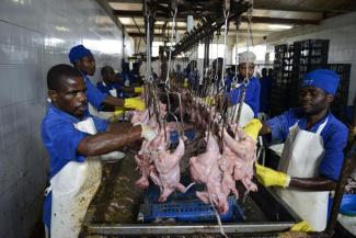 Die weltweit wachsende Nachfrage nach Fleisch kann nur gedeckt  werden, wenn die indus­trialisierte  Massentierhaltung stark ausgeweitet wird. Hähnchenproduktion in Mosambik.