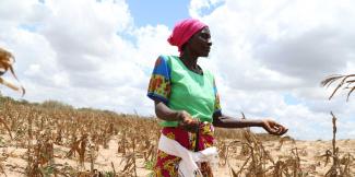 Villager in a maize crop field damaged by drought in Kenya, March 2022.