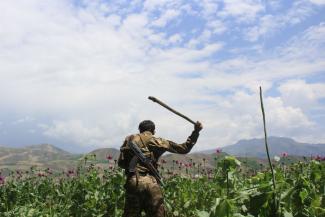 Afghan policemen destroy poppy fields in Badakhshan province.