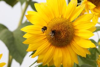Human food security depends on pollinators.