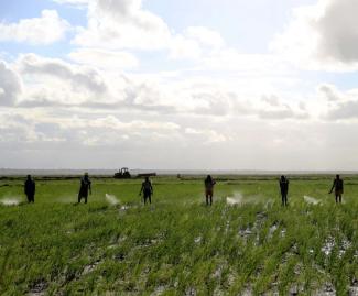 Pestizideinsatz auf einem Reisfeld in Mosambik.