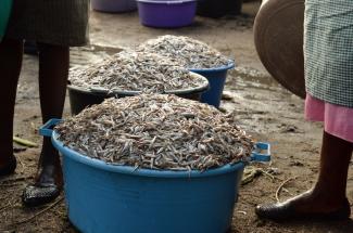 Eimer gefüllt mit Omena-Fischen in Sindo, Kenia.